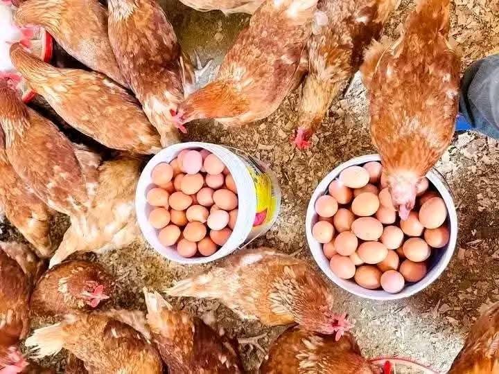 Brown free-range hens crowding around two white buckets heaped with freshly collected eggs, seen from above