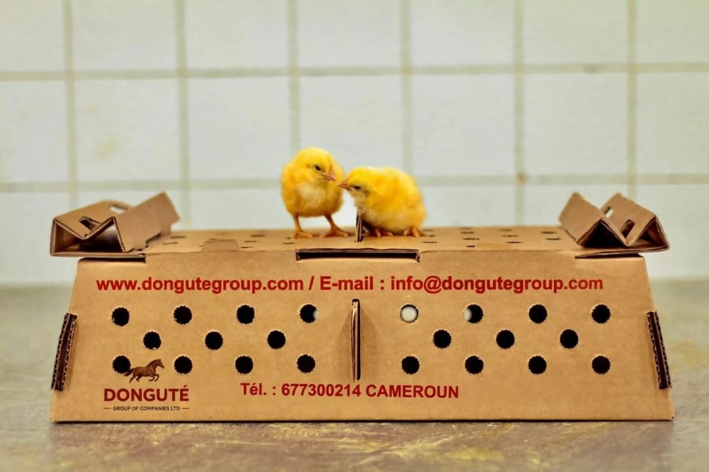 Day-Old Broiler Chicks – High Performance