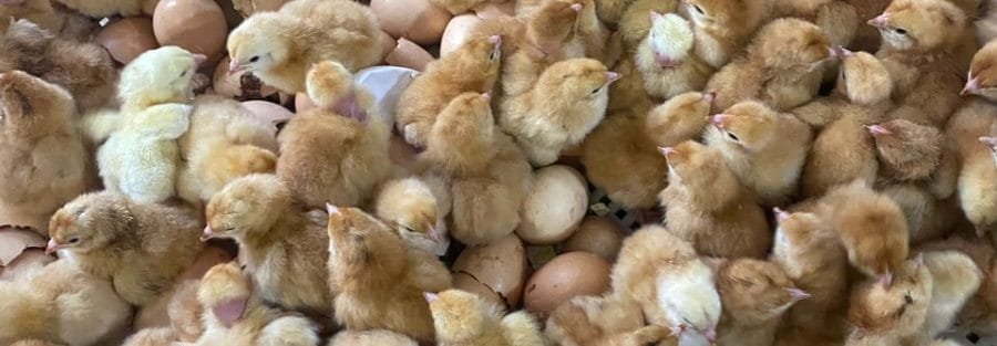 Day-Old Layer Chicks – Long-Lasting Eggs