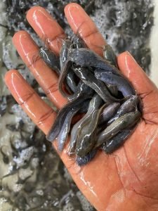 Catfish Fingerlings