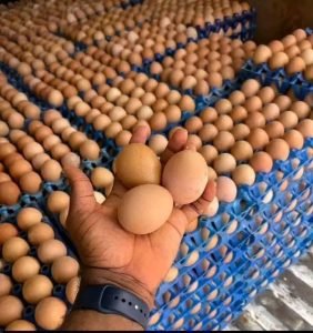 Fresh Farm Eggs
