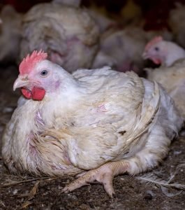 Broiler Fowls