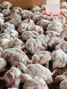 21-day-old vaccinated broilers ready for grow-out