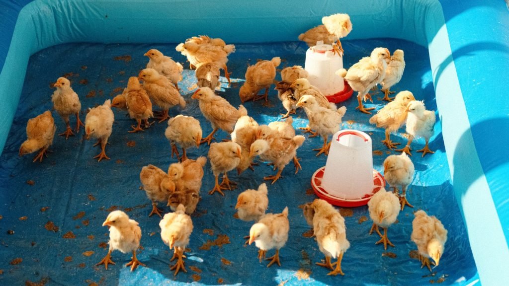 Day-old broiler chicks gathered around feeders and a bell drinker inside a brooder ring