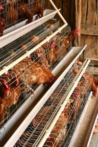 Brown laying hens in tiered cages with eggs collecting in the trough below
