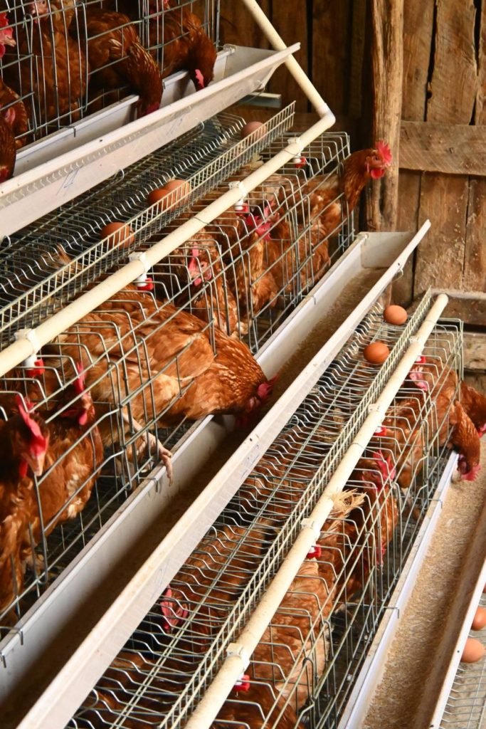 Brown laying hens in tiered cages with eggs collecting in the trough below